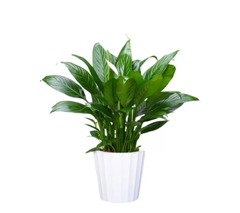 鄞州盆景出租价格实惠